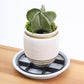 🌿🌹Root-Saving Pot Riser – elevates planters, promotes airflow, keeps floors clean – for indoor & outdoor use. 🔥🏠