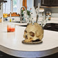 💀🔪 Skull Resin Knife Holder – 50% OFF! Macabre design, sturdy resin, no installation – store & display your knives in style. 🔥🏠