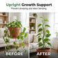 🌿✨ Natural Branch Plant Support Stake – 50% OFF! Adjustable segments, all-weather durable, blends into foliage – upright growth support. 💪